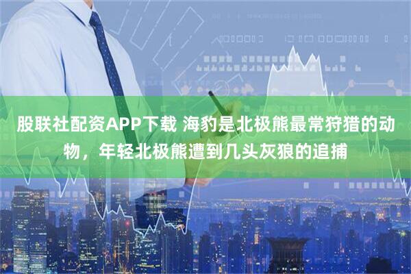 股联社配资APP下载 海豹是北极熊最常狩猎的动物，年轻北极熊遭到几头灰狼的追捕
